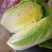 安阳精品黄心白菜专业产区代办收菜码菜一条龙服务欢迎联系