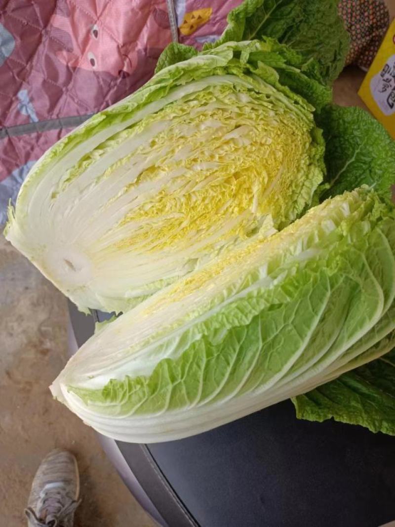 安阳精品黄心白菜专业产区代办收菜码菜一条龙服务欢迎联系
