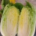 安阳精品黄心白菜专业产区代办收菜码菜一条龙服务欢迎联系