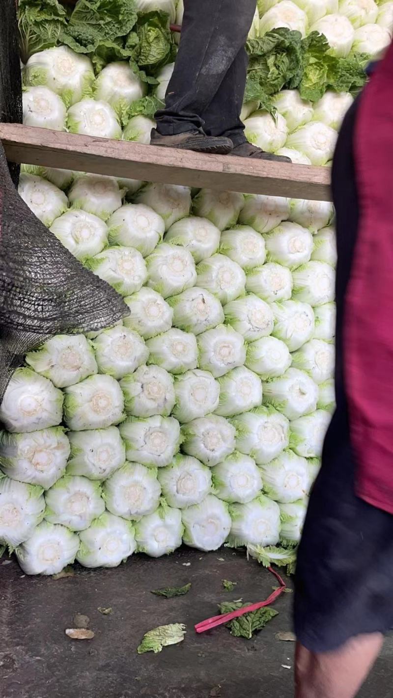 安阳精品黄心白菜专业产区代办收菜码菜一条龙服务欢迎联系