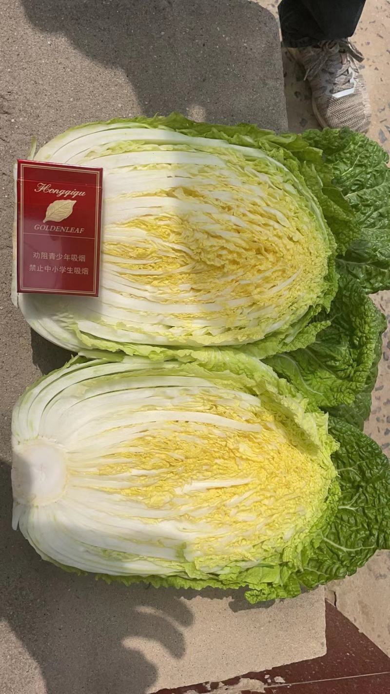 安阳精品黄心白菜专业产区代办收菜码菜一条龙服务欢迎联系