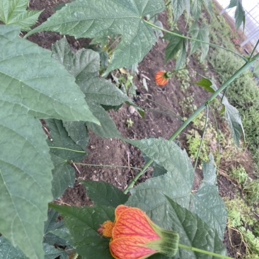 灯笼花