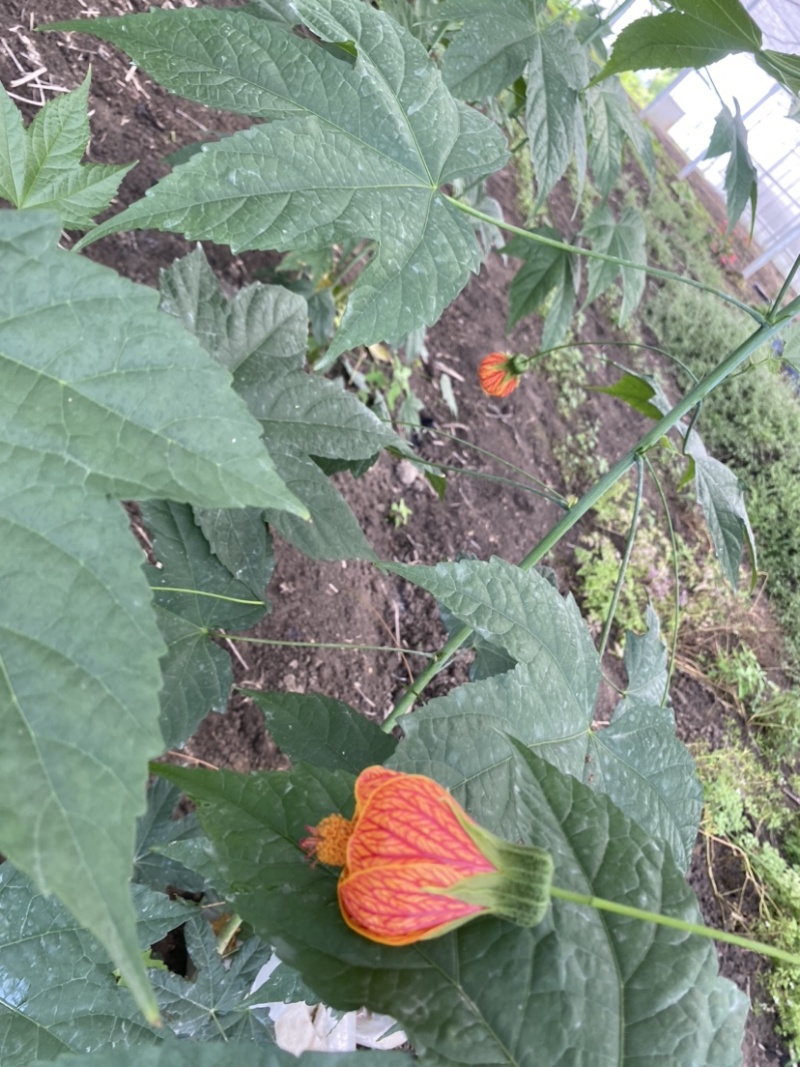灯笼花