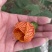 灯笼花