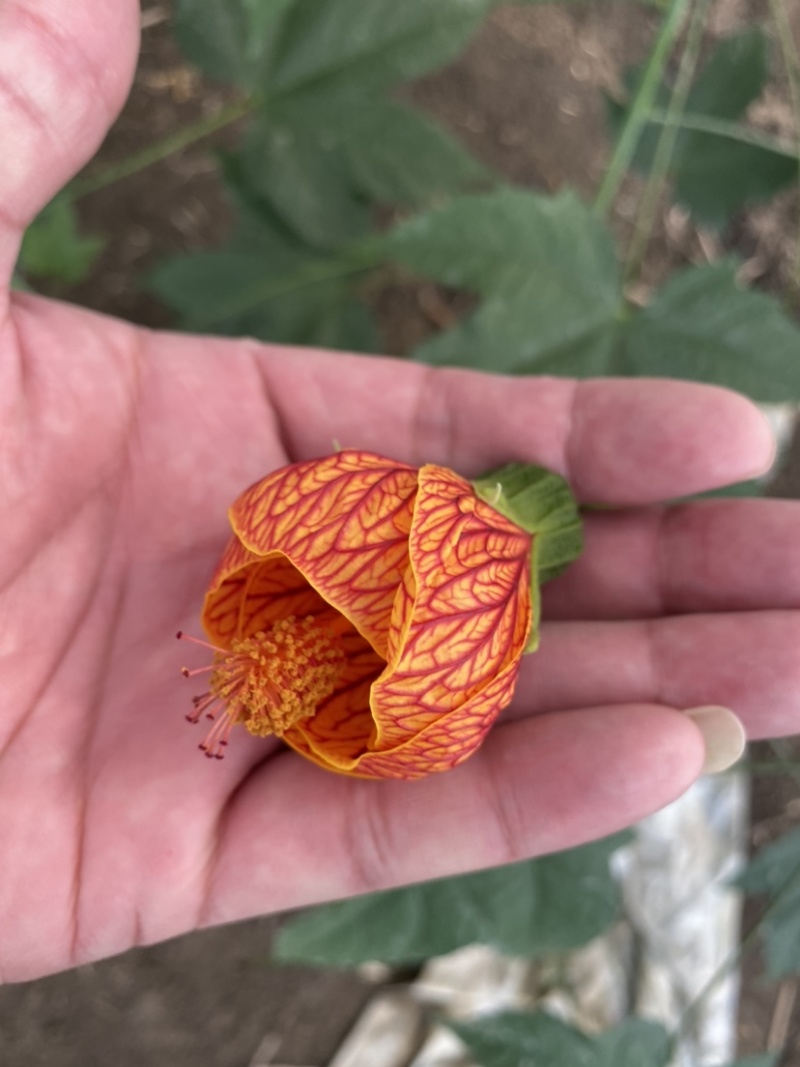 灯笼花