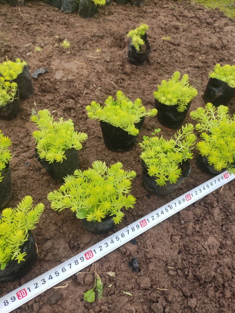 佛甲草金叶佛甲草选耐热耐寒