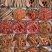 中药材正品肉桂肉桂丝茶肉桂片药用肉桂皮肉桂粉香料