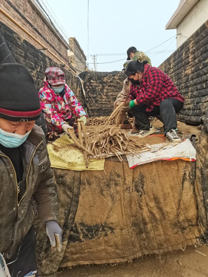 河北麻山药，紫药白皮，各大平台供应，湖南拼多多，盒马平台
