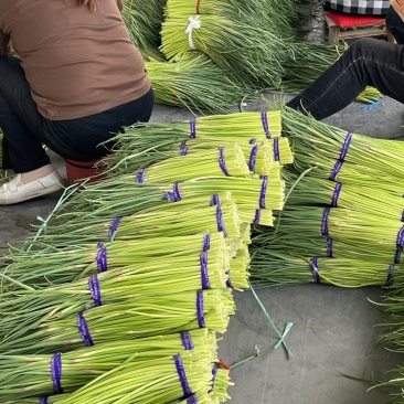 精品小红帽蒜苔