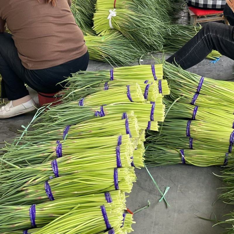 精品小红帽蒜苔