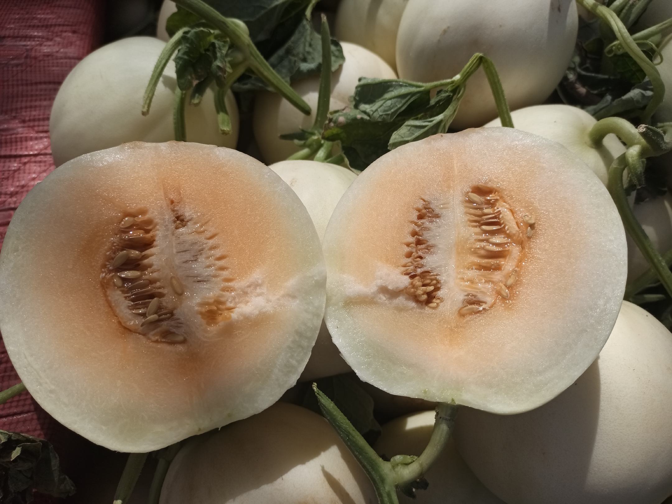 展示一个新鲜切开的甜瓜,清晰呈现果皮、果肉和籽部分 甜瓜切开图示