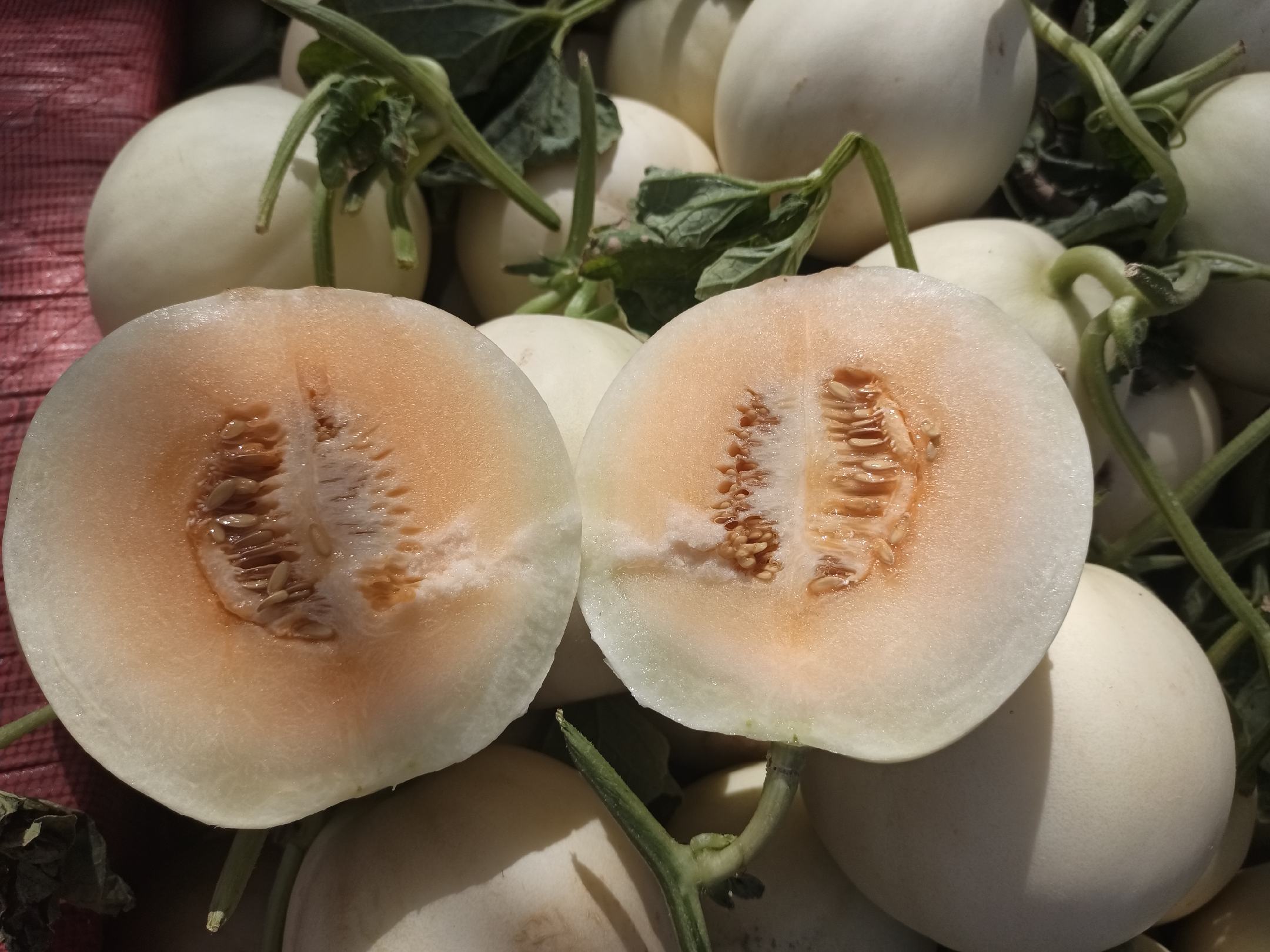 玉菇甜瓜与玉茹甜瓜对比图