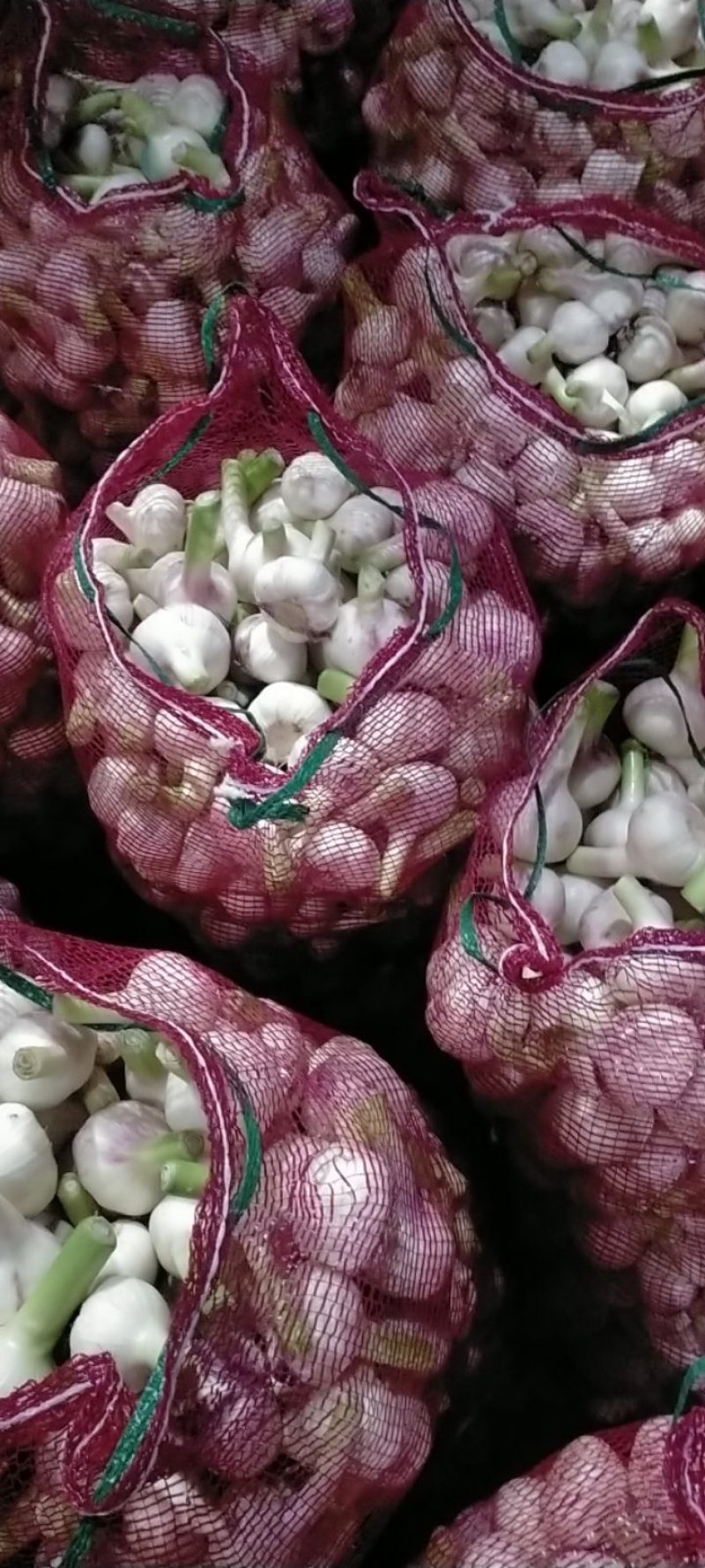 扒皮蒜大量上市欢迎订购，价格随行收货