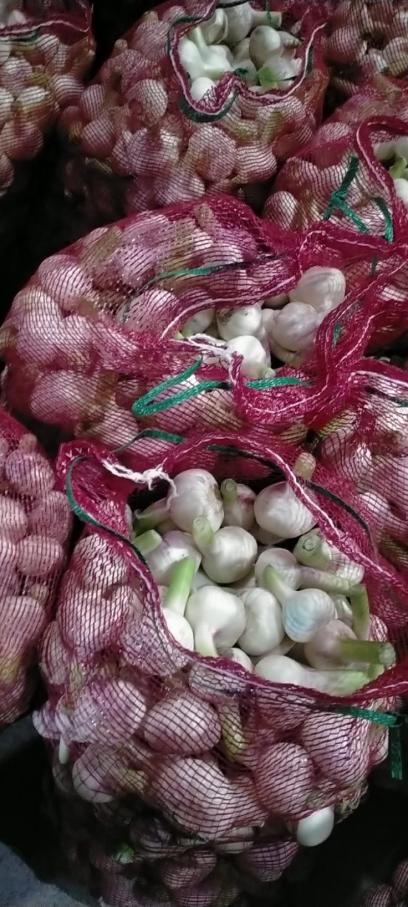 扒皮蒜大量上市欢迎订购，价格随行收货