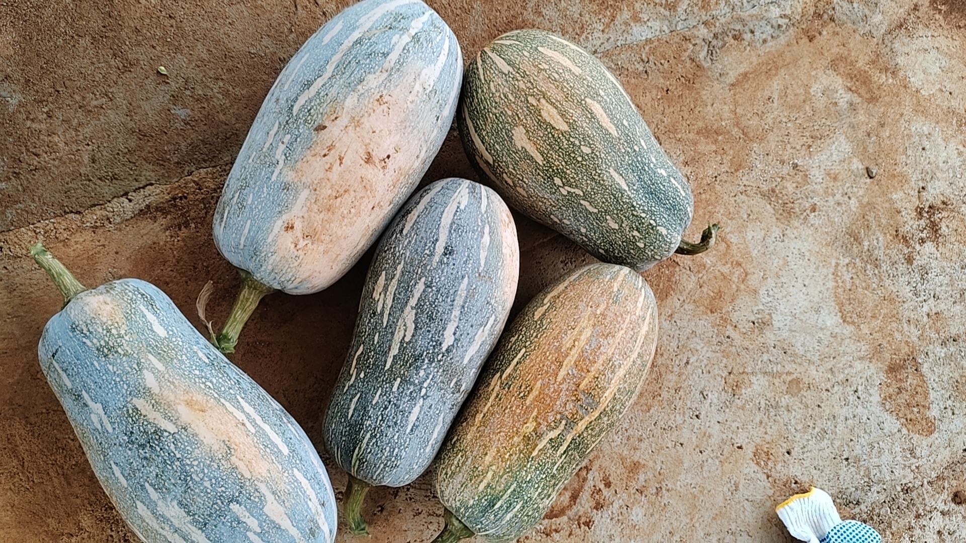 甜瓜品种展示图