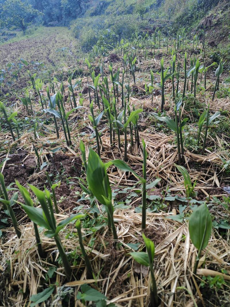 阳荷姜根现挖现发当年就能结果规模化种植户直采