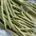 【推荐】九粒白芸豆白不老大量上市中视频看货诚信为本等您来电
