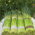 蒜苔种植户25年新货村里种植的千亩大蒜诚招收购商