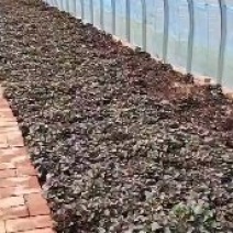 红薯苗