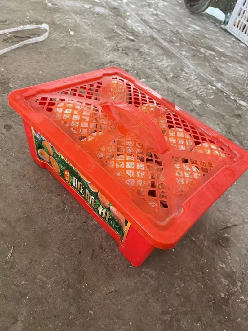 网红脏脏柑