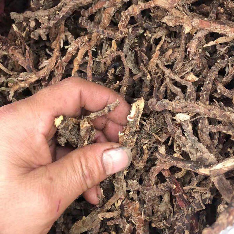 顶天柱不老草硬的快云南野生石菖蒲九节菖蒲