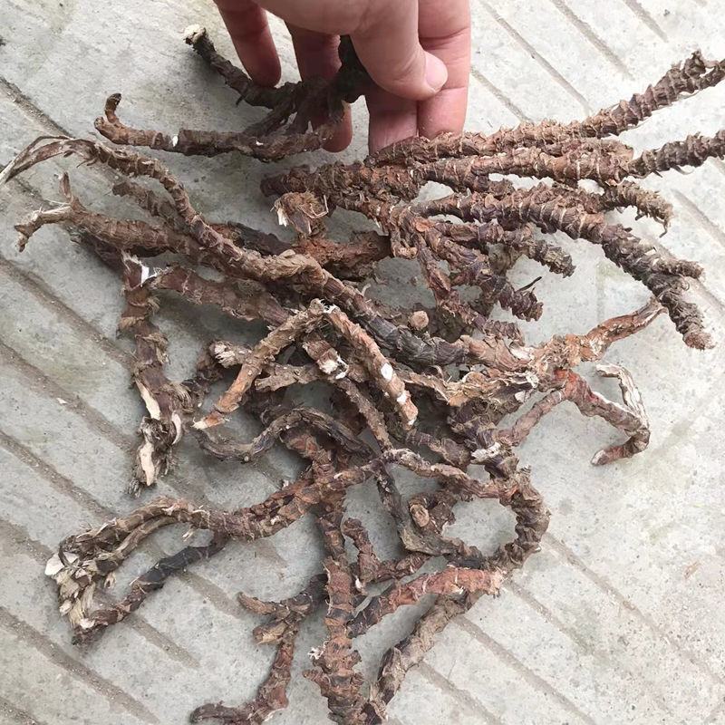 顶天柱不老草硬的快云南野生石菖蒲九节菖蒲
