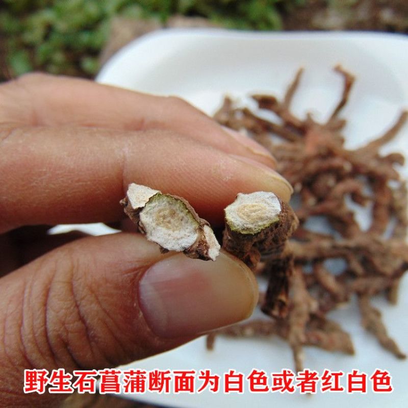 顶天柱不老草硬的快云南野生石菖蒲九节菖蒲
