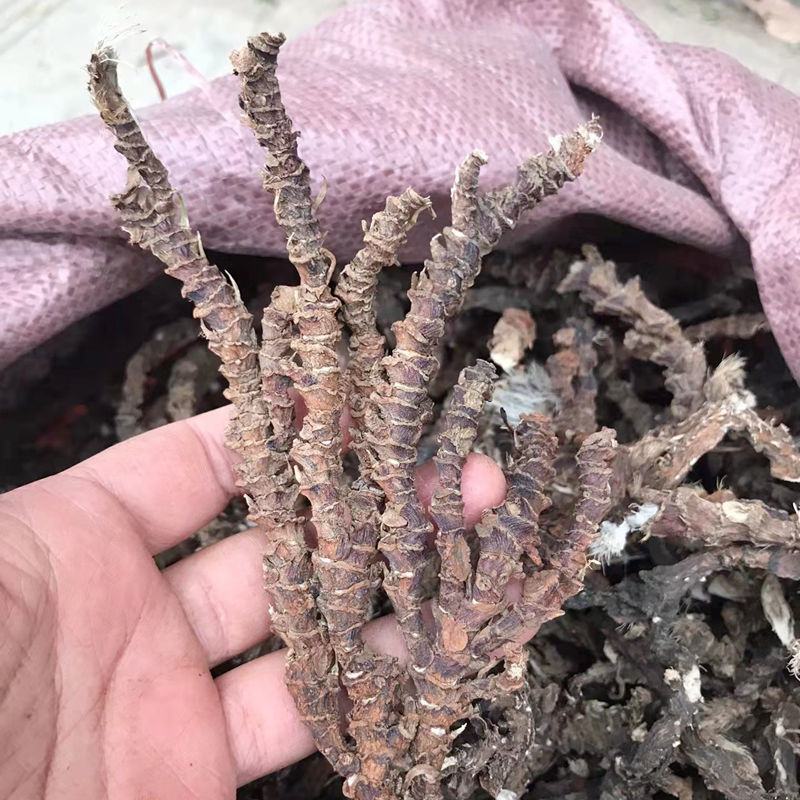 顶天柱不老草硬的快云南野生石菖蒲九节菖蒲