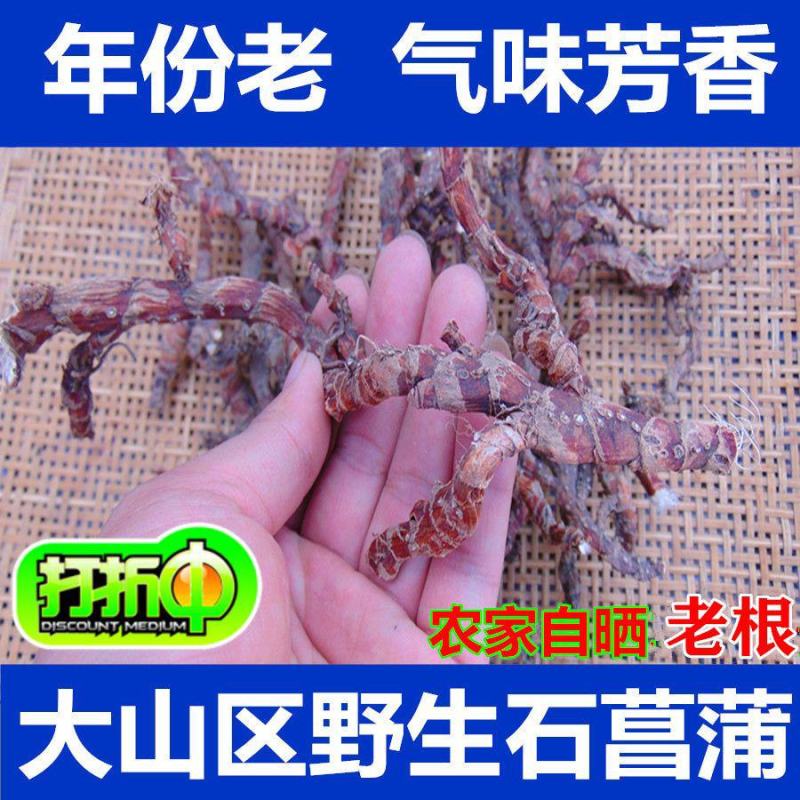顶天柱不老草硬的快云南野生石菖蒲九节菖蒲