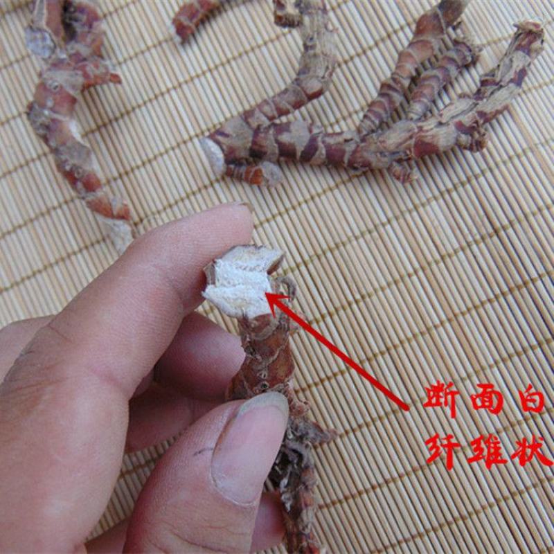 顶天柱不老草硬的快云南野生石菖蒲九节菖蒲
