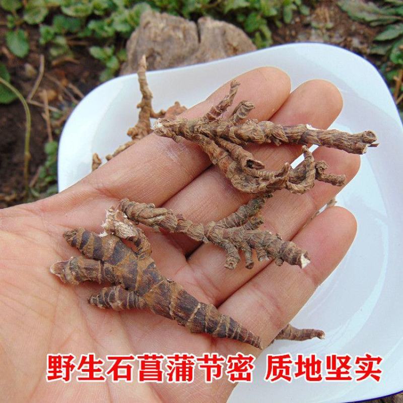 顶天柱不老草硬的快云南野生石菖蒲九节菖蒲