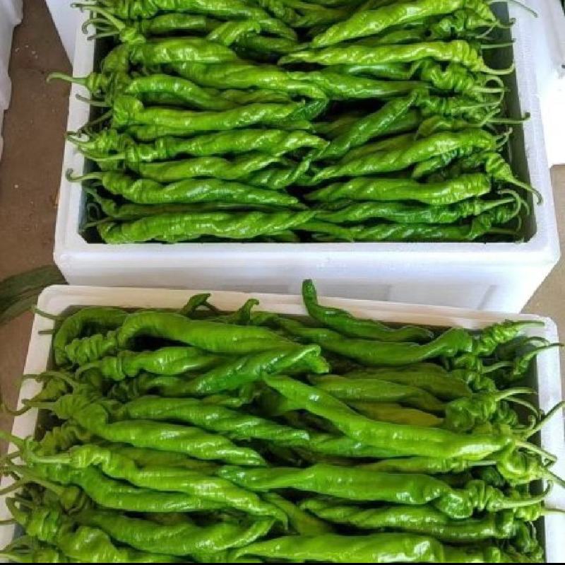精品螺丝椒
