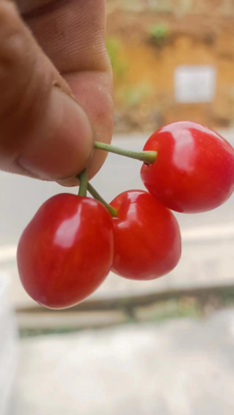 贵州玛瑙樱桃大量上市又红大大又甜