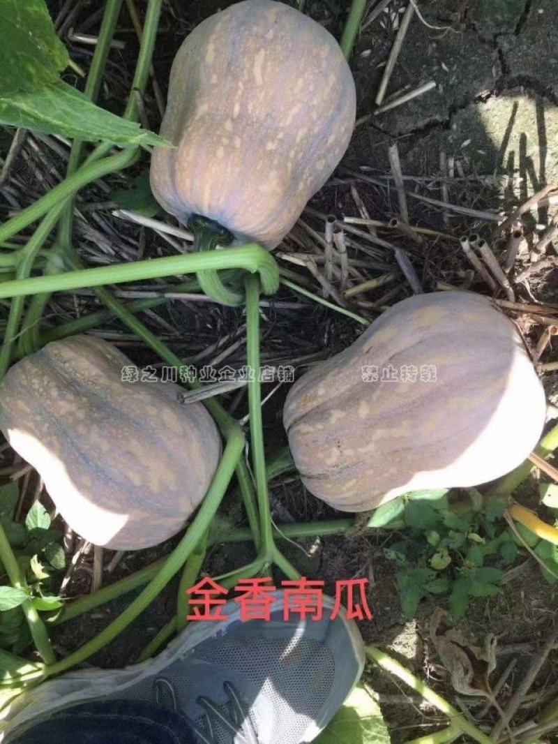 正源金香南瓜种子矮生搭架两用杂交香栗南瓜种籽基地专用通货