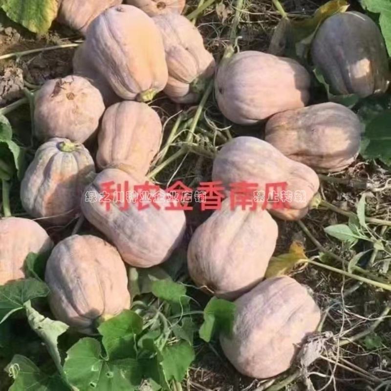 正源金香南瓜种子矮生搭架两用杂交香栗南瓜种籽基地专用通货