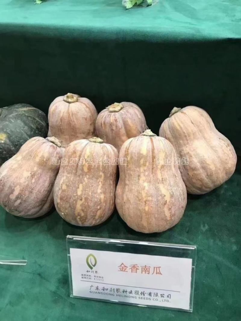 正源金香南瓜种子矮生搭架两用杂交香栗南瓜种籽基地专用通货