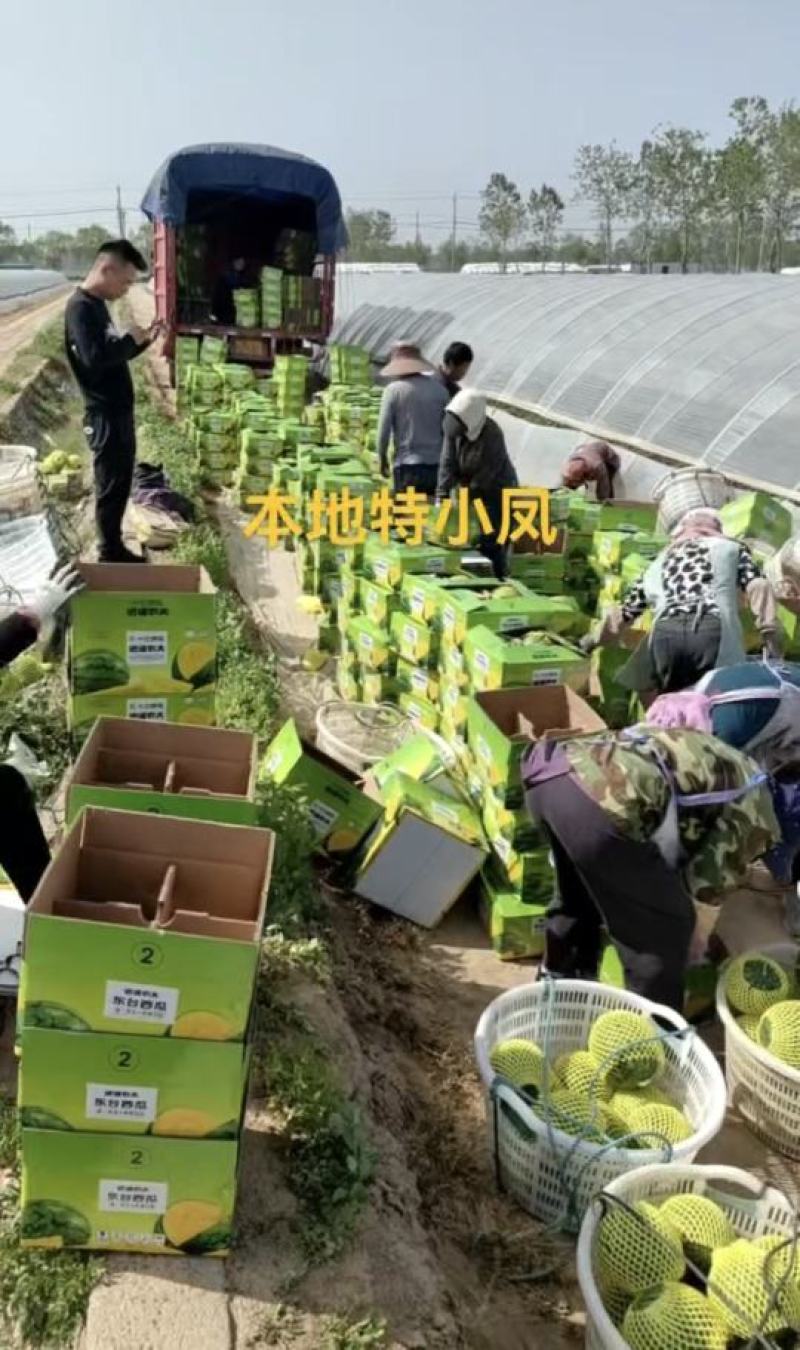 推荐江苏精品特小凤西瓜黄心产地直供量大从优可供商超