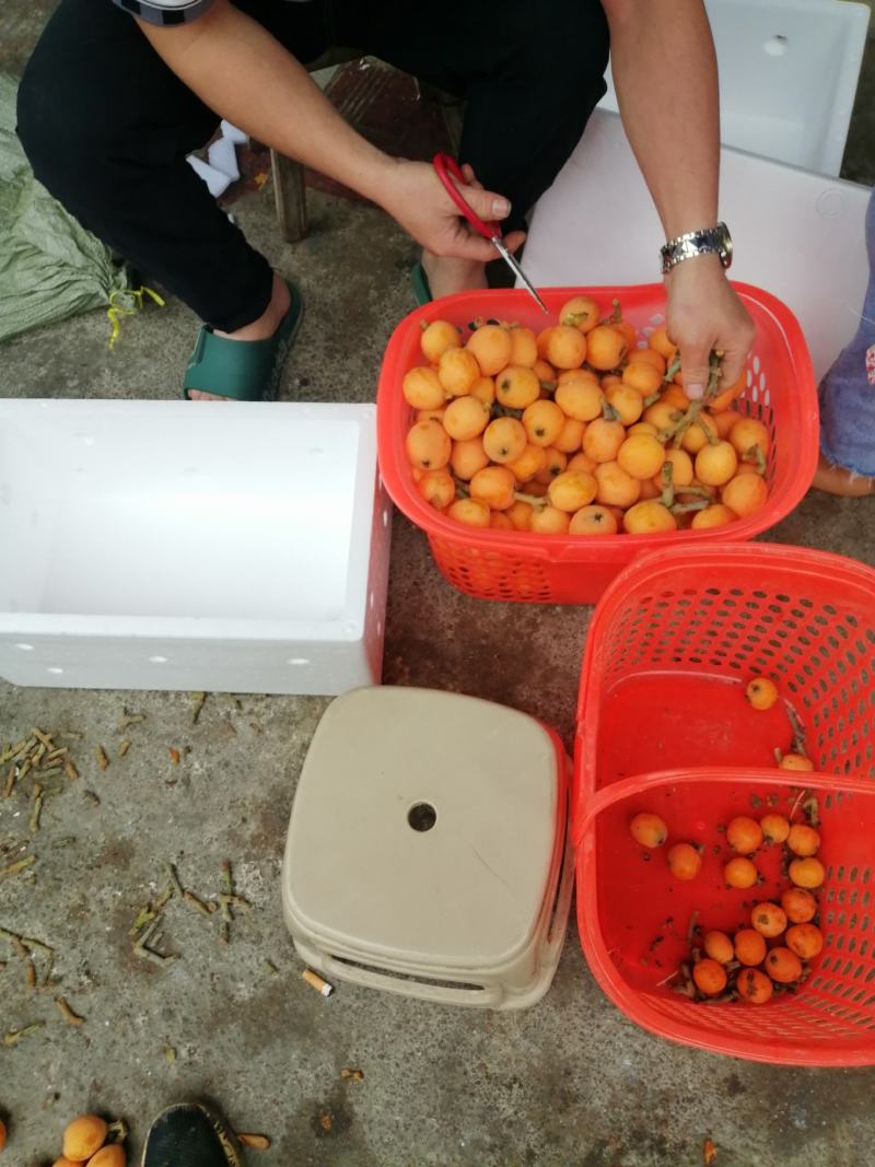 贵州安顺五星枇杷味道纯甜套网袋泡市超电商沫箱打包全国
