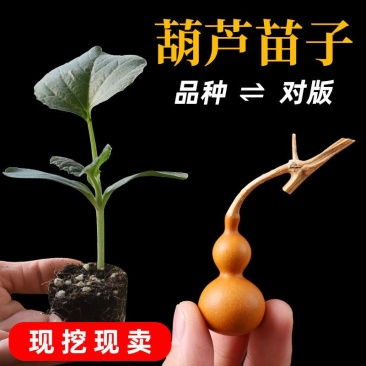 葫芦苗