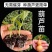 葫芦苗