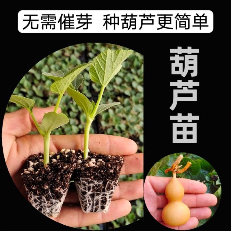 葫芦苗