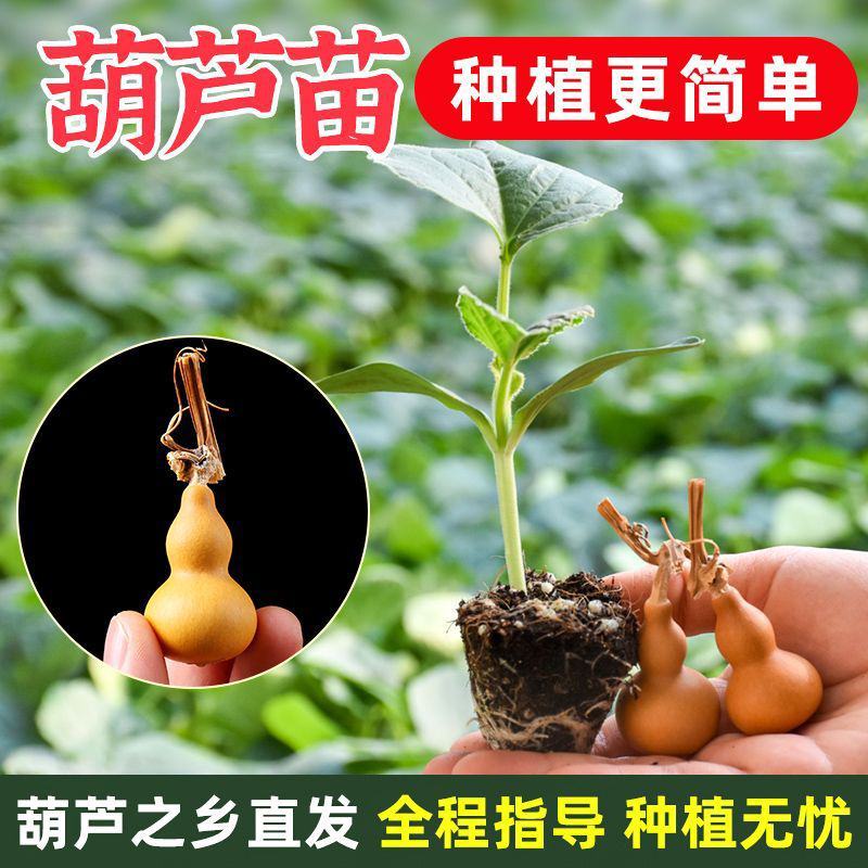 葫芦苗