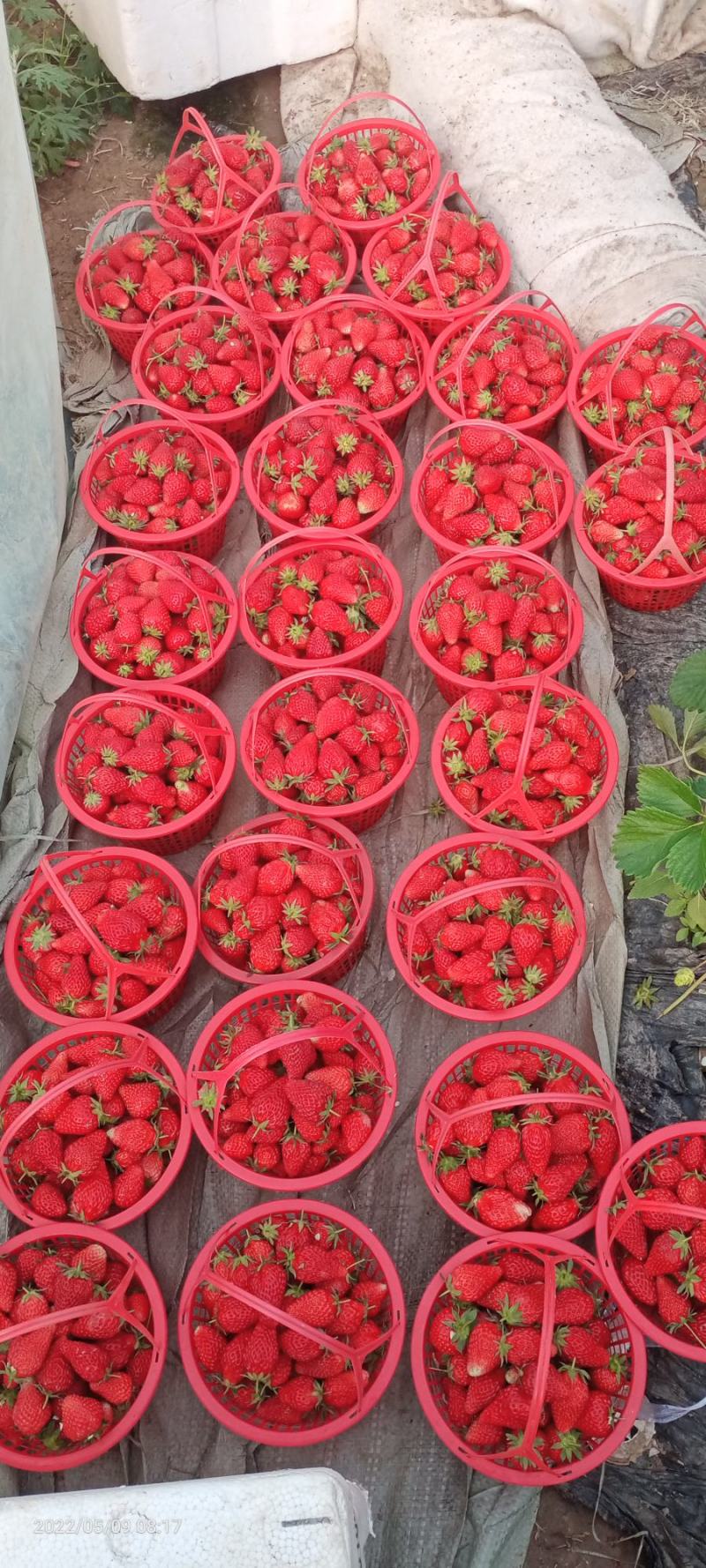 奶油草莓
