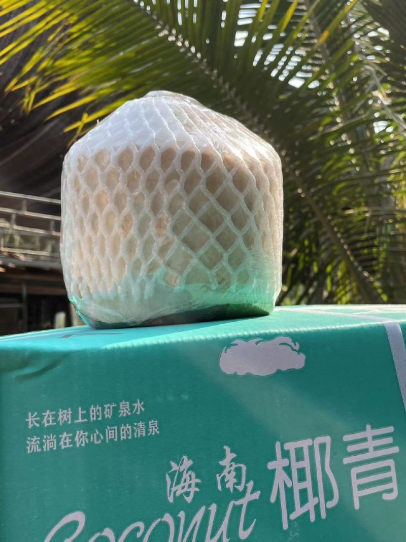 海南椰青基地直供批发可视频看货欢迎咨询下单