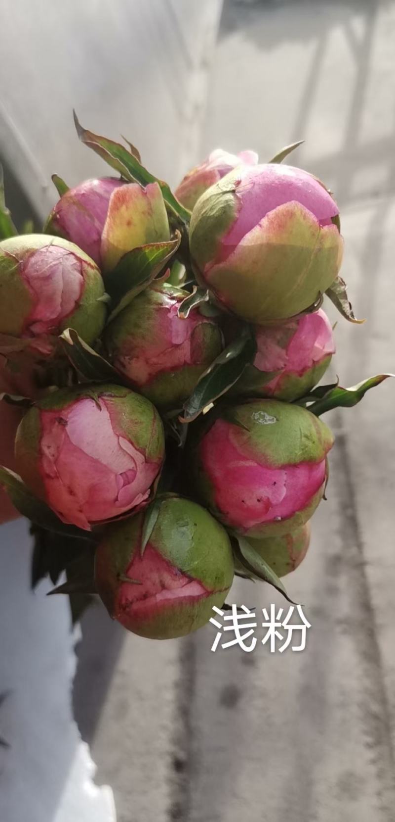 甘肃种植基地芍药切花批发零售包邮