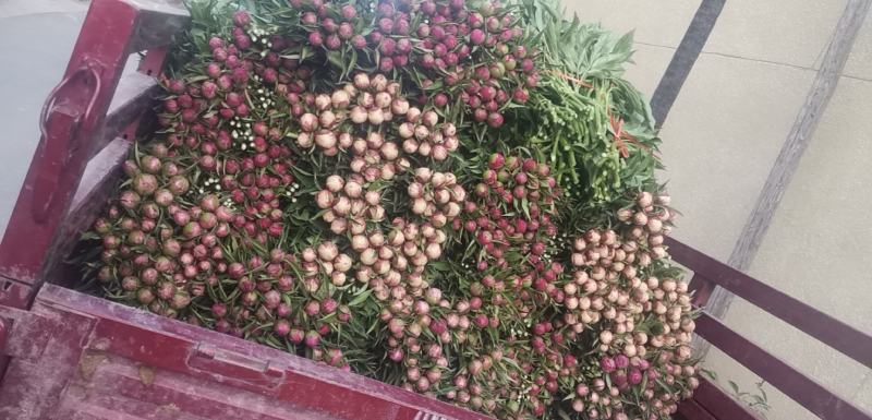 甘肃种植基地芍药切花批发零售包邮