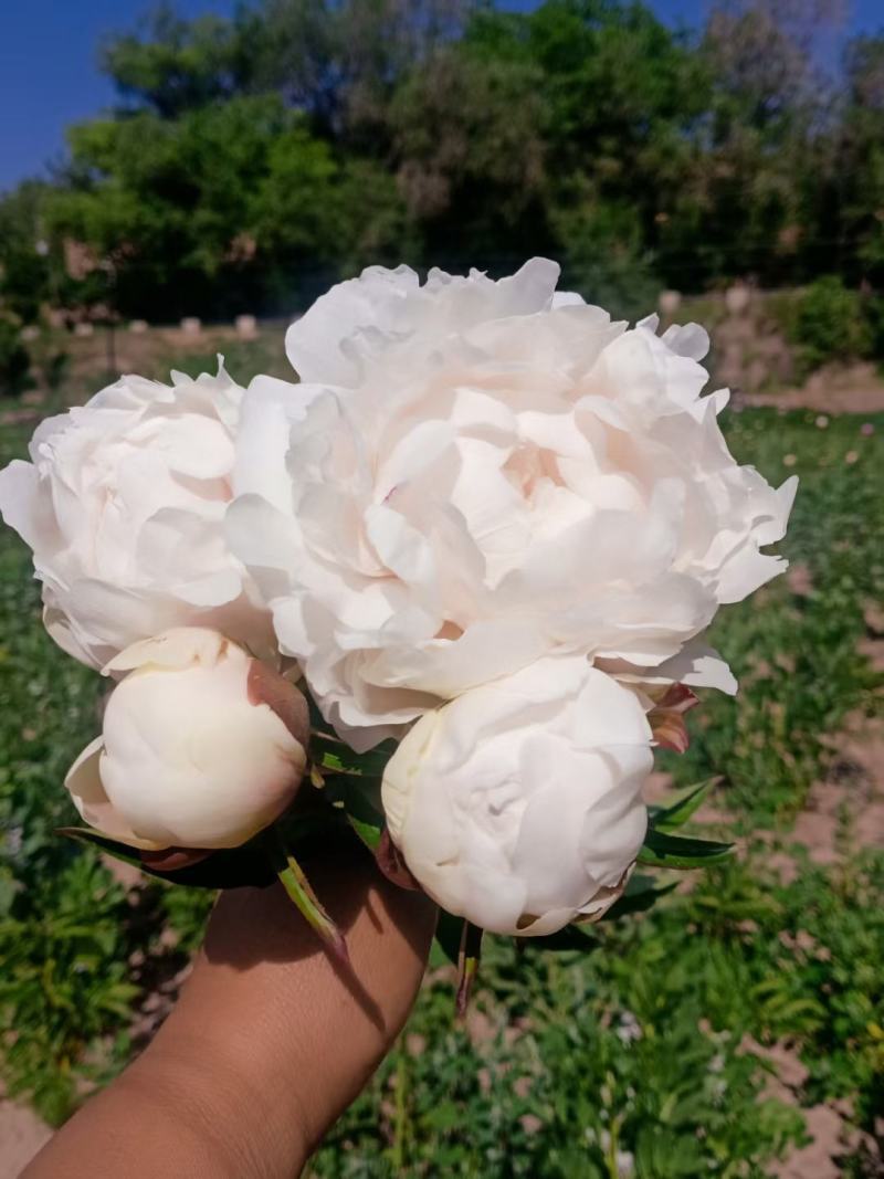 甘肃芍药种植基地芍药切花零售包邮
