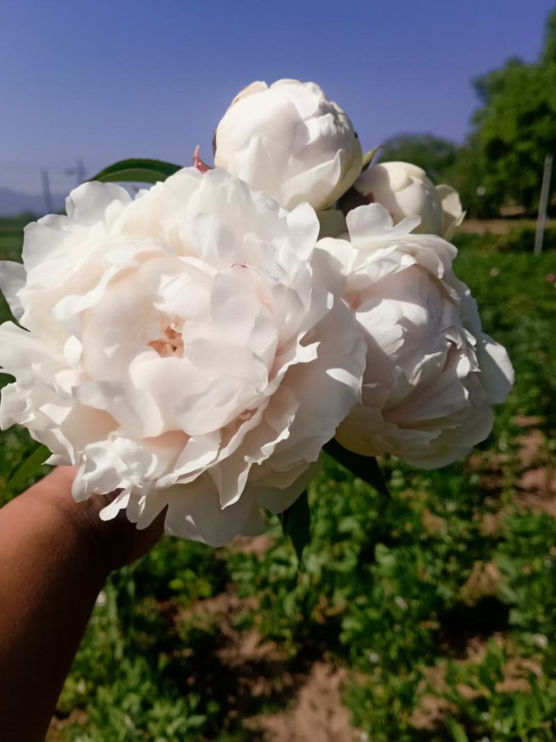 甘肃芍药种植基地芍药切花零售包邮