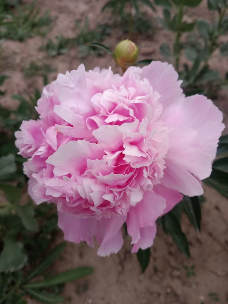 甘肃芍药种植基地芍药切花零售包邮