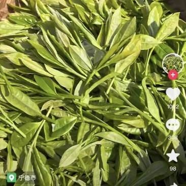 茶叶